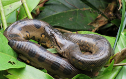 Boa Vs. Python! What Are The “Real” Differences!? — Wisconsin